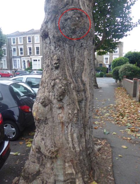 The longitudinal canker damage beneath the fruiting body (circle)